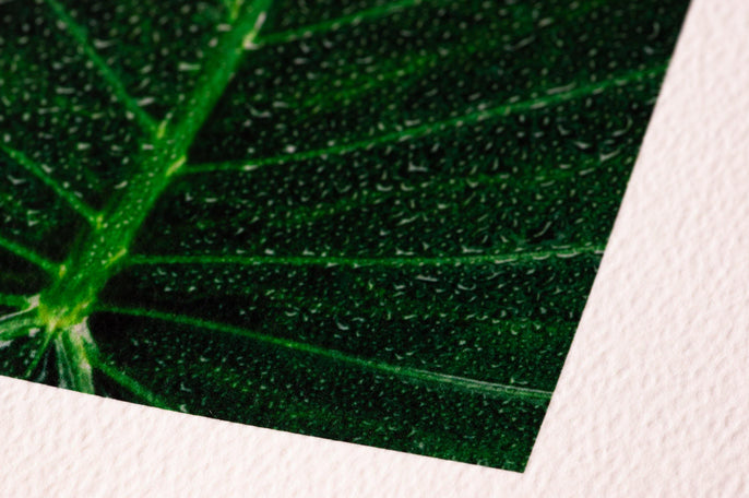 Image of a leaf on Mint Textured fine art paper